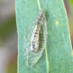 Anestia (genus) at Nicholls, ACT - 30 Dec 2023