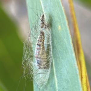 Anestia (genus) at Nicholls, ACT - 30 Dec 2023