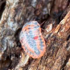 Monophlebulus sp. (genus) (Giant Snowball Mealybug) at Nicholls, ACT - 30 Dec 2023 by Hejor1