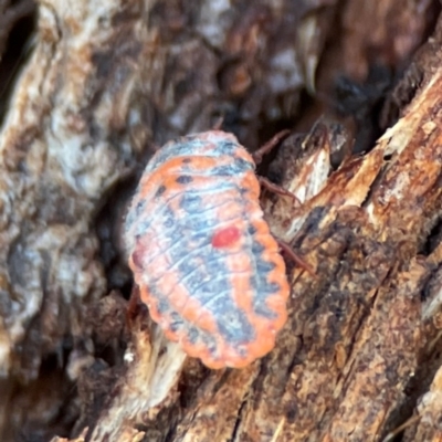 Monophlebulus sp. (genus) (Giant Snowball Mealybug) at Nicholls, ACT - 30 Dec 2023 by Hejor1