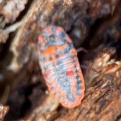 Monophlebulus sp. (genus) at Nicholls, ACT - 30 Dec 2023 05:40 PM