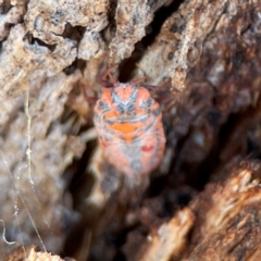 Monophlebulus sp. (genus) at Nicholls, ACT - 30 Dec 2023