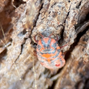 Monophlebulus sp. (genus) at Nicholls, ACT - 30 Dec 2023