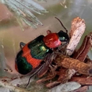 Dicranolaius bellulus at Nicholls, ACT - 30 Dec 2023