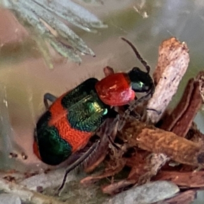 Dicranolaius bellulus (Red and Blue Pollen Beetle) at Nicholls, ACT - 30 Dec 2023 by Hejor1