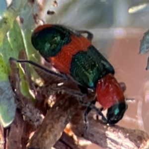 Dicranolaius bellulus at Nicholls, ACT - 30 Dec 2023