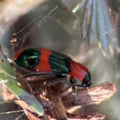 Dicranolaius bellulus at Nicholls, ACT - 30 Dec 2023