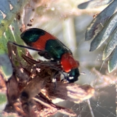 Dicranolaius bellulus at Nicholls, ACT - 30 Dec 2023