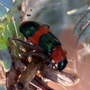 Dicranolaius bellulus at Nicholls, ACT - 30 Dec 2023