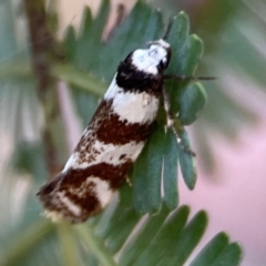 Isomoralla gephyrota (A Concealer moth) at Nicholls, ACT - 30 Dec 2023 by Hejor1