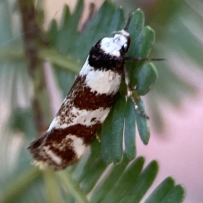 Isomoralla gephyrota (A Concealer moth) at Nicholls, ACT - 30 Dec 2023 by Hejor1