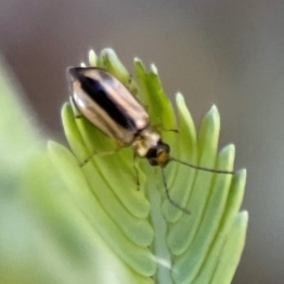 Monolepta froggatti (Leaf beetle) at Nicholls, ACT - 30 Dec 2023 by Hejor1