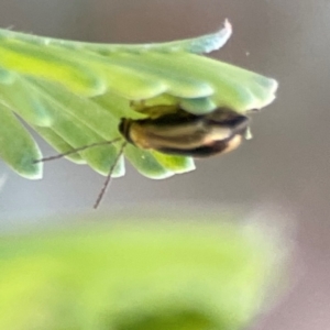 Monolepta froggatti at Nicholls, ACT - 30 Dec 2023