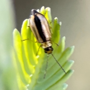 Monolepta froggatti at Nicholls, ACT - 30 Dec 2023