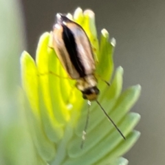 Monolepta froggatti at Nicholls, ACT - 30 Dec 2023