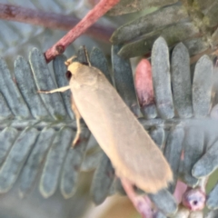 Telocharacta metachroa at Nicholls, ACT - 30 Dec 2023