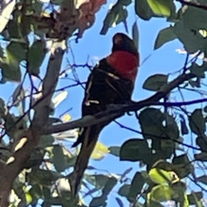 Trichoglossus moluccanus at Nicholls, ACT - 30 Dec 2023