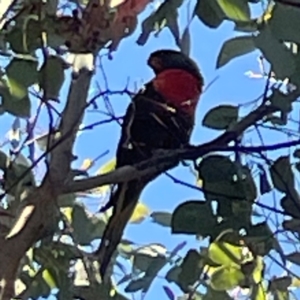 Trichoglossus moluccanus at Nicholls, ACT - 30 Dec 2023