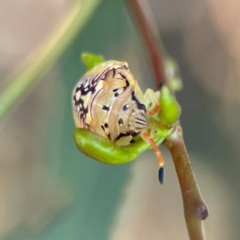 Anischys sp. (genus) at Nicholls, ACT - 30 Dec 2023