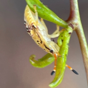 Anischys sp. (genus) at Nicholls, ACT - 30 Dec 2023