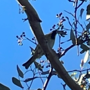 Passer domesticus at Nicholls, ACT - 30 Dec 2023