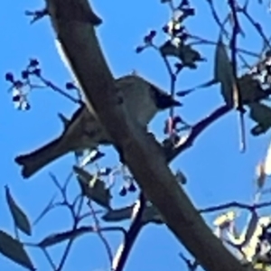 Passer domesticus at Nicholls, ACT - 30 Dec 2023