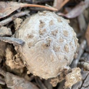 Amanita ochrophylla group at Nicholls, ACT - 30 Dec 2023