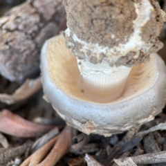 Amanita ochrophylla group at Nicholls, ACT - 30 Dec 2023