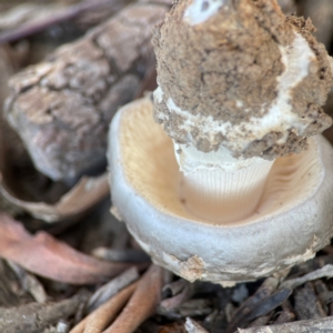 Amanita ochrophylla group at Nicholls, ACT - 30 Dec 2023