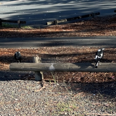 Gymnorhina tibicen (Australian Magpie) at Nicholls, ACT - 30 Dec 2023 by Hejor1