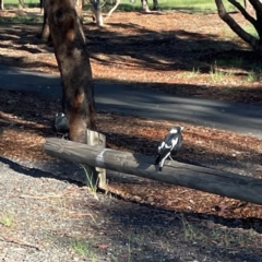 Gymnorhina tibicen at Nicholls, ACT - 30 Dec 2023