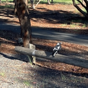 Gymnorhina tibicen at Nicholls, ACT - 30 Dec 2023