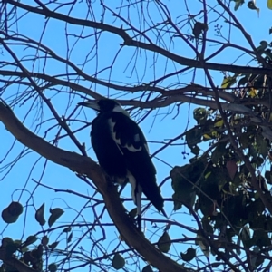 Gymnorhina tibicen at Nicholls, ACT - 30 Dec 2023