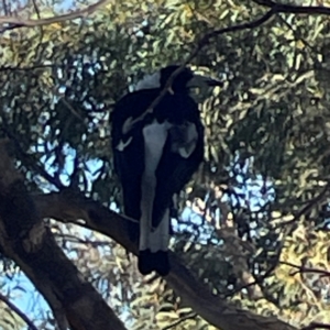 Gymnorhina tibicen at Nicholls, ACT - 30 Dec 2023