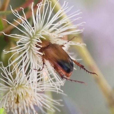 Phyllotocus macleayi (Nectar scarab) at Nicholls, ACT - 30 Dec 2023 by Hejor1