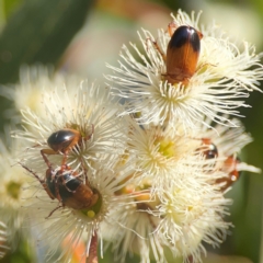 Phyllotocus macleayi at Nicholls, ACT - 30 Dec 2023