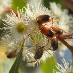 Phyllotocus macleayi at Nicholls, ACT - 30 Dec 2023