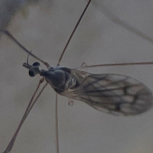 Symplecta (Trimicra) pilipes at Nicholls, ACT - 30 Dec 2023 06:27 PM