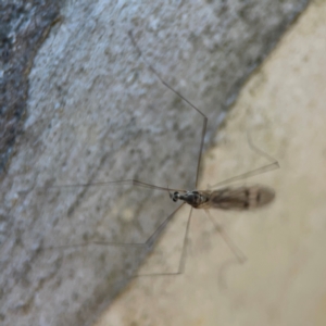 Symplecta (Trimicra) pilipes at Nicholls, ACT - 30 Dec 2023