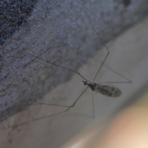 Symplecta (Trimicra) pilipes at Nicholls, ACT - 30 Dec 2023