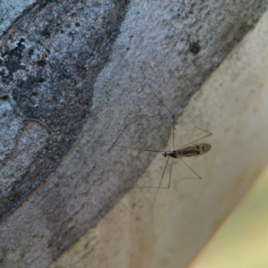 Symplecta (Trimicra) pilipes at Nicholls, ACT - 30 Dec 2023