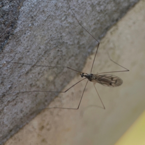 Symplecta (Trimicra) pilipes at Nicholls, ACT - 30 Dec 2023 06:27 PM