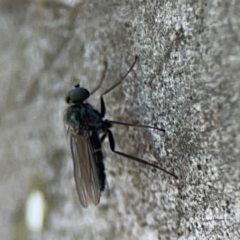 Unidentified Long-legged Fly (Dolichopodidae) at Nicholls, ACT - 30 Dec 2023 by Hejor1
