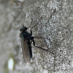 Dolichopodidae (family) at Nicholls, ACT - 30 Dec 2023 by Hejor1