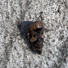 Eurymeloides adspersa at Nicholls, ACT - 30 Dec 2023