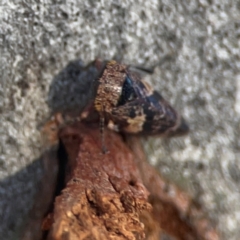 Eurymeloides adspersa at Nicholls, ACT - 30 Dec 2023