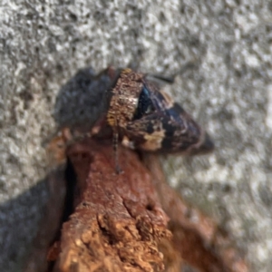 Eurymeloides adspersa at Nicholls, ACT - 30 Dec 2023