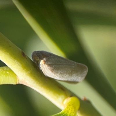 Anzora unicolor (Grey Planthopper) at Nicholls, ACT - 30 Dec 2023 by Hejor1