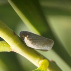 Anzora unicolor (Grey Planthopper) at Nicholls, ACT - 30 Dec 2023 by Hejor1