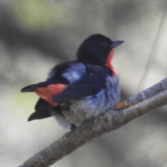 Dicaeum hirundinaceum (Mistletoebird) at Lions Youth Haven - Westwood Farm A.C.T. - 30 Dec 2023 by HelenCross